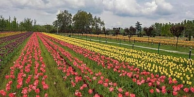 ஒரு மாதத்திற்கு பிறகு மூடப்பட்டது ஆசியாவின் மிகப் பெரிய துலிப் தோட்டம் 