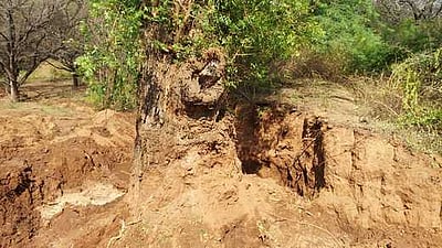 இடையன்குளம் கரையில் மரங்கள் வெட்டிக் கடத்தல்