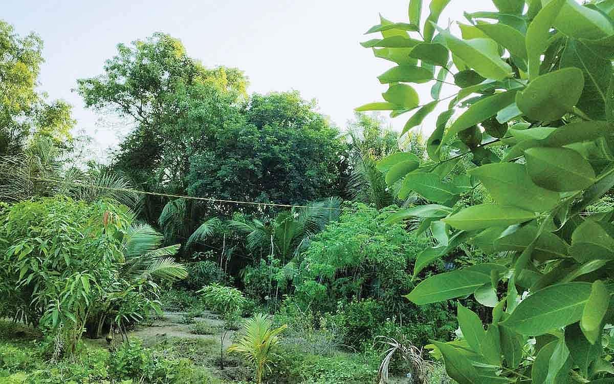 கடலோரத்தில் வாட்டர் ஆப்பிள்..!