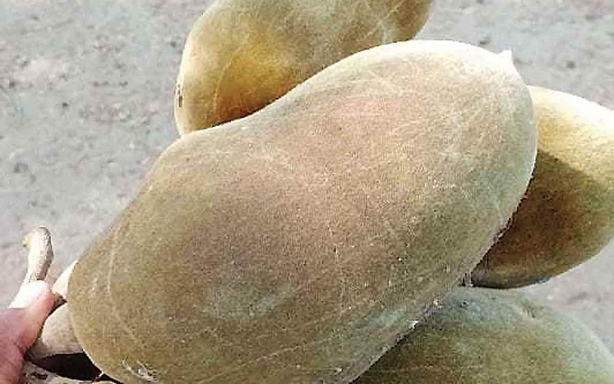 எட்டாவது அதிசயம் பொந்தன்புளி மரம்..!