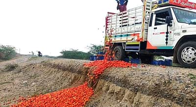 விலை வீழ்ச்சி: சாலையோரம் கொட்டப்படும் தக்காளிகள்