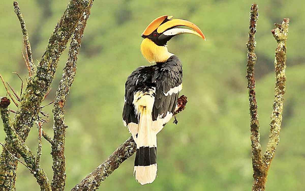 வனநாயகன்..!