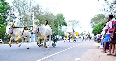 திருப்பத்தூரில் மாட்டுவண்டி பந்தயம்