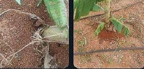 உழவுக்கு  வழிகாட்டும்..!