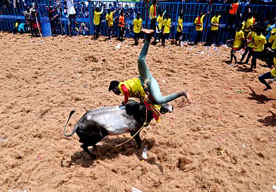 அவனியாபுரம்: காளை முட்டியதில்  மாடுபிடி வீரர் பலி!