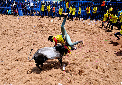 அவனியாபுரம்: காளை முட்டியதில்  மாடுபிடி வீரர் பலி!