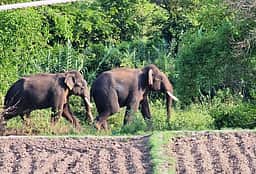 ஒகேனக்கல் வனப் பகுதியில் சுற்றித் திரியும் யானைகள்: சுற்றுலாப் பயணிகளுக்கு எச்சரிக்கை