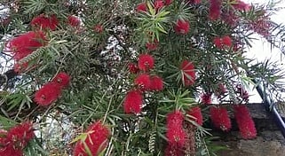 உதகையில் மலா்க் கண்காட்சி நாளை தொடக்கம்