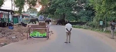 மேட்டுப்பாளையம் அருகே ஊருக்குள் யானைகள் நடமாட்டம்; மக்கள் அச்சம்