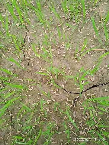 வீணாகும் விதைகள்