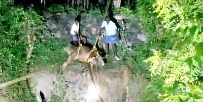 கிணற்றில் விழுந்த பசுமாட்டை மீட்க இறங்கிய விவசாயி பலி