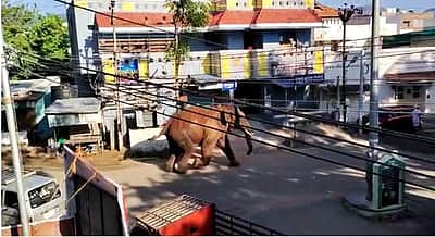 கம்பம் நகருக்குள் அரிசிக்கொம்பன் யானை: பொதுமக்கள் அச்சம்!