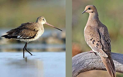 புலம்பெயரும் விலங்குகள், பறவைகள்..!