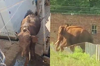 3-வது நாளாக... சுருளி அருவி சாலையில் அரிசி கொம்பன் யானை!