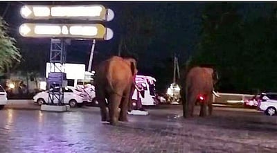 தனியார் உணவகத்திற்குள் நுழைந்த இரு காட்டு யானைகள்; மக்கள் அச்சம்!