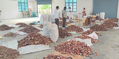 கொப்பரை தேங்காய் கொள்முதல்:  அரசாணை வெளியீடு!