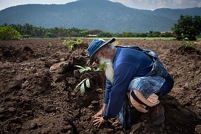 காவேரி கூக்குரல் இயக்கம் சார்பில் இந்த ஆண்டு 1.1 கோடி மரக்கன்றுகள் நடவு!