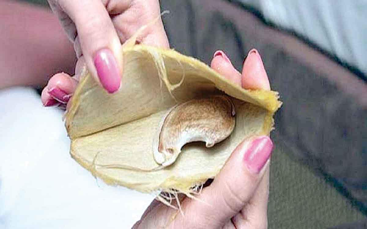 ஆயுள் காக்கும் ஆயுர்வேதம்: பேதியை நிறுத்த மருந்து உண்டா?