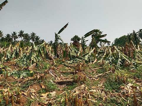 சூறாவளிக் காற்றால் சேதமடையும் வாழை மரங்கள்: இழப்பீடு வழங்க விவசாயிகள் கோரிக்கை