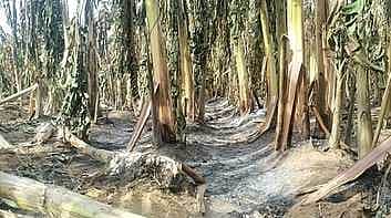 கருங்குளம் அருகே வாழைத் தோட்டத்தில்  தீ விபத்து: 10 ஆயிரத்துக்கும் மேற்பட்ட வாழைகள் சேதம்