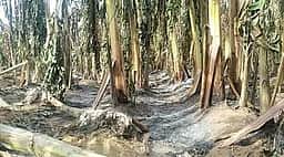 கருங்குளம் அருகே வாழைத் தோட்டத்தில்  தீ விபத்து: 10 ஆயிரத்துக்கும் மேற்பட்ட வாழைகள் சேதம்