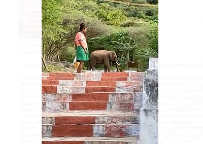 மருதமலை: பக்தர்கள் வழித்தடத்தில் சென்ற ஒற்றை யானையால் பரபரப்பு!