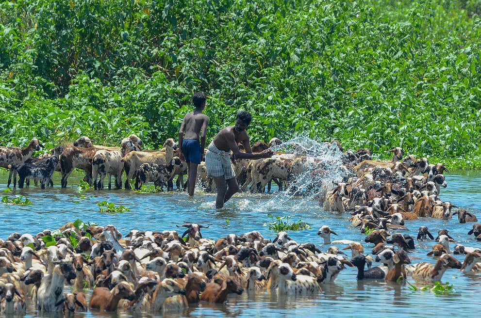 மாசுபடும் தாமிரவருணி! 