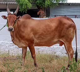 சென்னையில் 21 ஆயிரம் மாடுகளுக்கு உரிமம் பெறாதவா்களுக்கு அபராதம்: கால்நடை பராமரிப்பு பிரிவு அலுவலா் எச்சரிக்கை