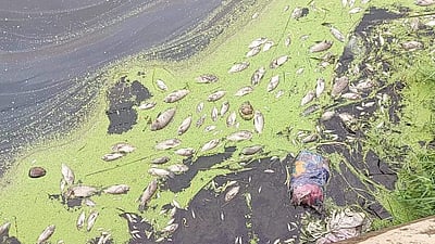 ஆம்பூர் அருகே பாலாற்றில் செத்து மிதந்த மீன்கள்: விவசாயிகள் போராட்டம்