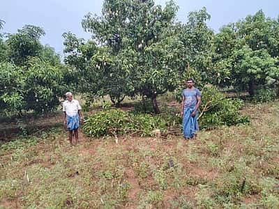 ஆம்பூர் அருகே காட்டு யானைகள் புகுந்து மாந்தோப்பு சேதம்!