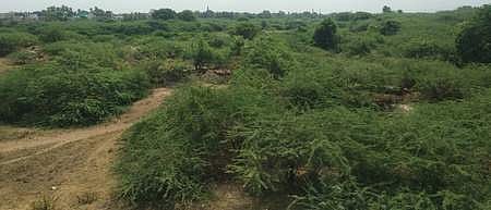 இயற்கை பொலிவை இழக்கும் வைகை!