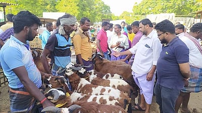 பாவூர்சத்திரத்தில் ரூ.1 கோடிக்கு ஆடுகள் விற்பனை!