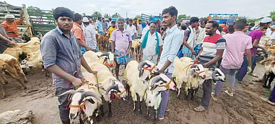 பக்ரீத்: ராணிப்பேட்டை வாரச் சந்தையில் ரூ. 2 கோடிக்கு ஆடுகள் விற்பனை