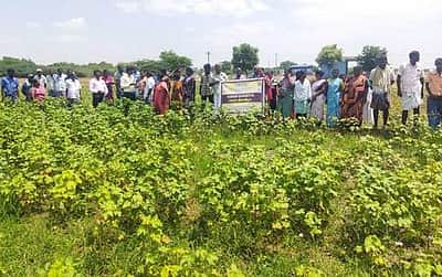பருத்திப் பயிரில் வயல் திருவிழா