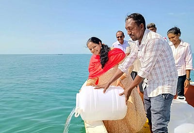 மன்னாா் வளைகுடாவில் விடப்பட்ட 16 லட்சம் பச்சை வரி இறால் குஞ்சுகள்