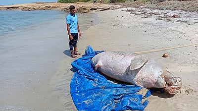 மண்டபம் கடற்கரையில் இறந்து கரை ஒதுங்கிய கடல் பசு