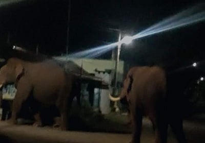 பாகுபலி காட்டுயானை வாயில் காயம்: வசீம், விஜய் கும்கி யானைகள் வரவழைப்பு