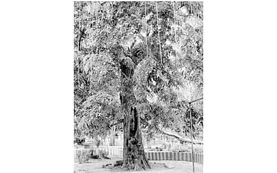 கணிவேங்கை நன்னாளே