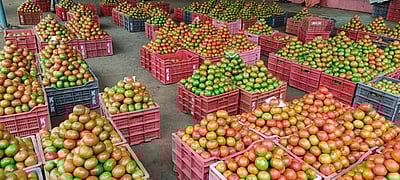 பண்ணை பசுமை கடைகளில் தக்காளி கிலோ ரூ.60!