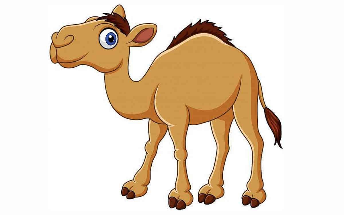 ஓட்டகக் குட்டி