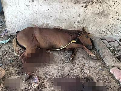 நெல்லை: குதிரையை வெட்டிய மர்ம நபர்கள்!