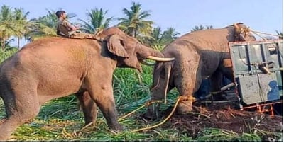 பிடிபட்டது அரிக்கொம்பன் யானை 