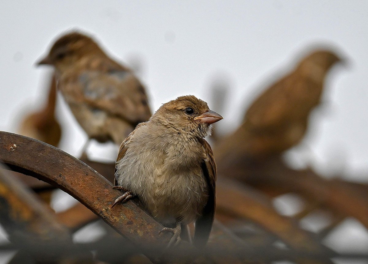 சுற்றுச்சூழல் காக்கும் பறவைகள்