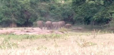 ஆழியாறு அணை: காட்டு யானைகள் முகாம்! பயணிகளுக்கு வனத் துறை எச்சரிக்கை!!