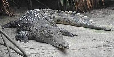 பிற உயிரின் உதவியின்றி கருவுற்ற முதலை! வரலாற்று அதிசயம்!!