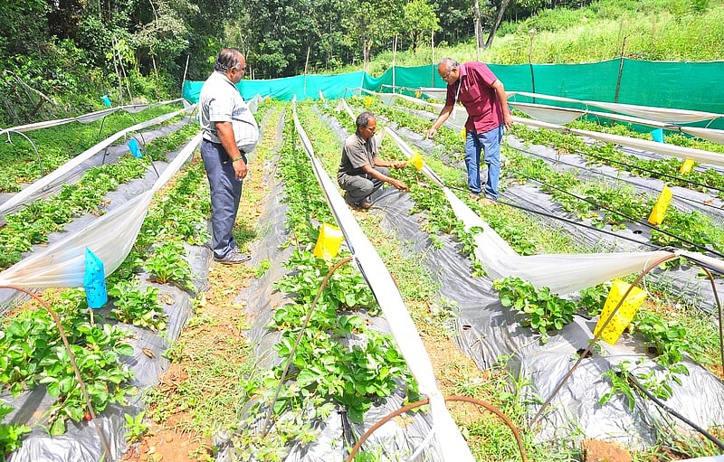 கீழ் பழனி மலைப் பகுதியில் முதல் முறையாக ஸ்ட்ராபெரி சாகுபடி