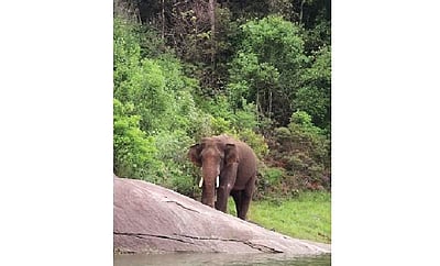 அரிக்கொம்பன் எழுப்பும் கேள்வி!