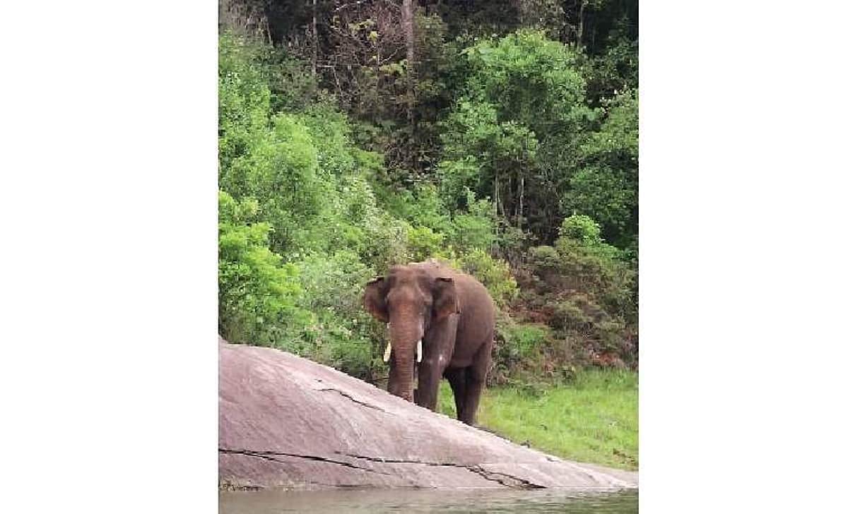 அரிக்கொம்பன் எழுப்பும் கேள்வி!