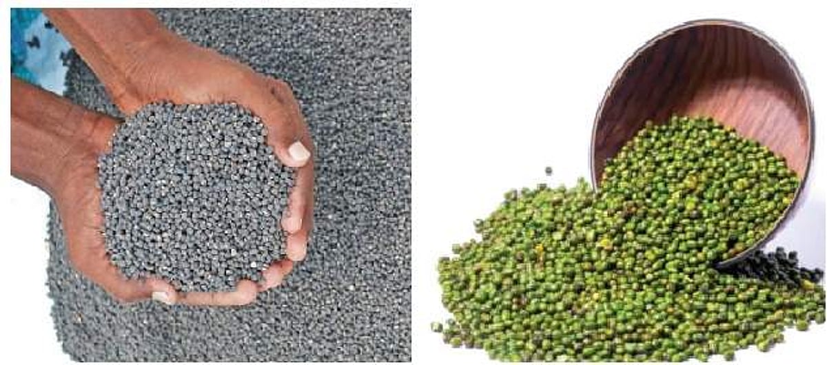 விவசாயிகளிடம் பருப்புகள் கொள்முதல் கட்டுப்பாடு நீக்கம்: மத்திய அரசு