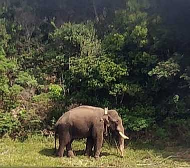 அரிக்கொம்பன் யானையை மீட்டுத்தாருங்கள்: போராடும் பழங்குடியின மக்கள்